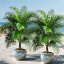 OasisInfinity™ - COMPRE 1 LEVE 2 - Palmeiras artificiais