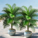OasisInfinity™ - COMPRE 1 LEVE 2 - Palmeiras artificiais - Infinitum Express